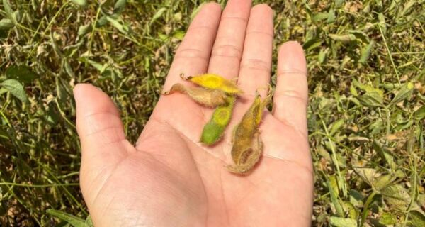 Clima seco deixa produtores da região Sul de Mato Grosso do Sul em alerta